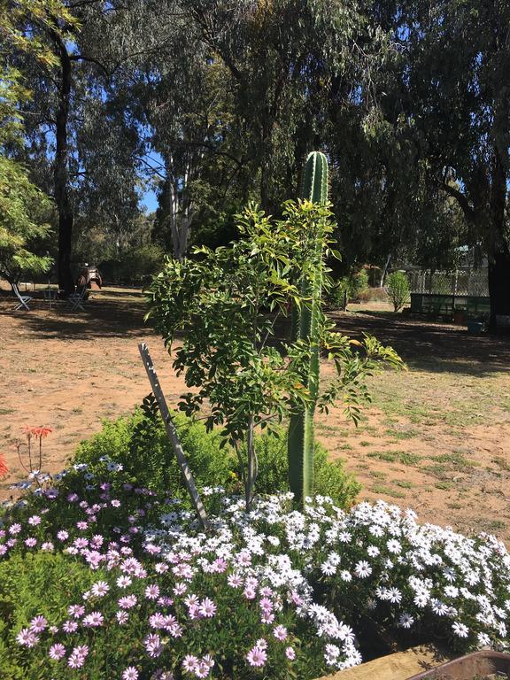 Azalea Motel Coonabarabran Eksteriør bilde